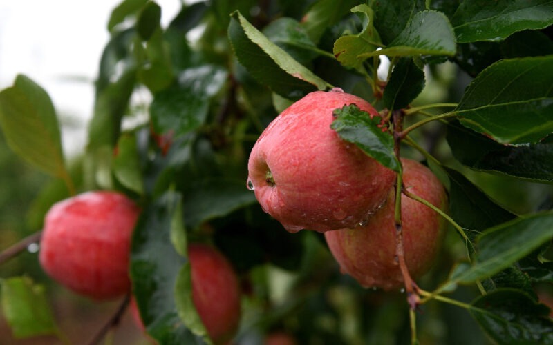 Divlja jabuka – rudnik vitamina